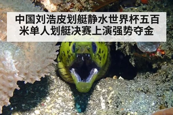 中国刘浩皮划艇静水世界杯五百米单人划艇决赛上演强势夺金